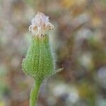 Senecio viscosus Frucht