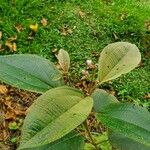 Miconia xalapensis Blad