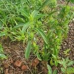 Meiosperma bracteatum Συνήθη χαρακτηριστικά
