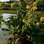 Inula magnifica Flower