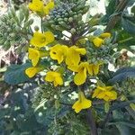 Brassica napus Λουλούδι