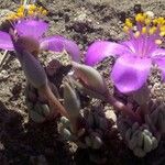 Phemeranthus brevicaulis Flower