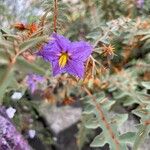 Solanum pyracanthos Kukka