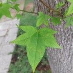 Liquidambar formosana 葉