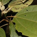 Hampea appendiculata