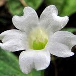 Thunbergia fragrans Flower