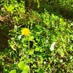 Sonchus tenerrimusFlor