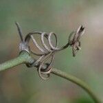 Smilax anceps Other