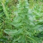 Verbascum lychnitis Habit