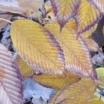 Acer carpinifolium Likasa