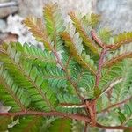 Phyllanthus urinaria Leaf