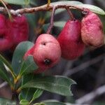 Syzygium ngoyense Fruit