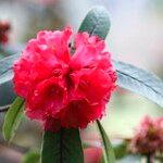 Rhododendron barbatum Flor