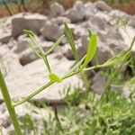 Ruta graveolens Leaf