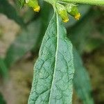 Carpesium abrotanoides Hoja
