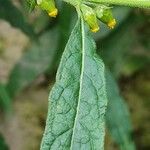 Carpesium abrotanoides Leaf