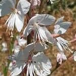 Oenothera gauraBlüte