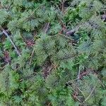 Myriophyllum verticillatum Лист