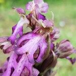 Himantoglossum robertianum Fula