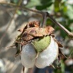 Gossypium hirsutum Fruto