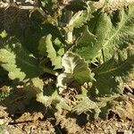 Salvia aethiopis Leaf