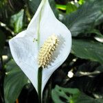 Spathiphyllum wallisii Blüte