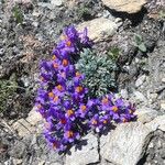 Linaria alpina Цвят