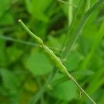 Brassica tournefortii Fruit