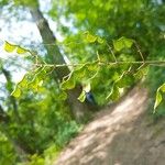 Amphicarpaea bracteata Blatt