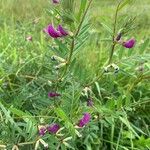 Vicia sativaFloare