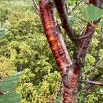 Betula humilis Casca