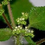 Laportea aestuans Other
