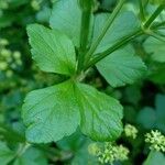 Smyrnium olusatrum Leaf