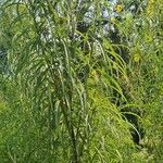 Helianthus salicifolius പുഷ്പം