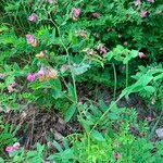 Lathyrus niger Blomma