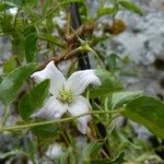 Clematis campaniflora Flor