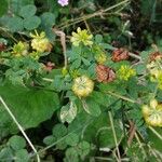 Trifolium aureum Květ