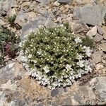 Arenaria erinacea عادت داشتن