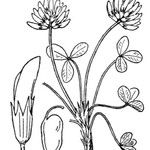 Trifolium thalii Other