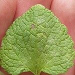 Lamium purpureum Leaf