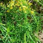 Galium verum Fuelha