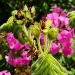 Tinantia erecta Frucht