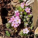 Androsace alpina Flower