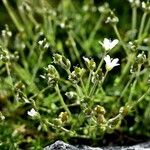 Sabulina tenuifolia عادت داشتن