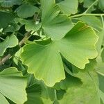 Ginkgo biloba其他