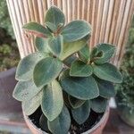 Peperomia verticillata Feuille