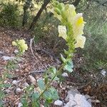 Antirrhinum latifolium Hàbitat