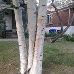 Betula ermanii Corteccia