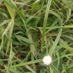 Cyperus mindorensis फूल