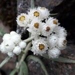 Anaphalis margaritacea Цветок